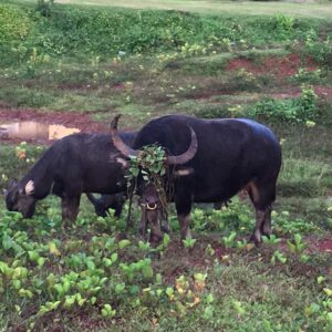 Carabaos