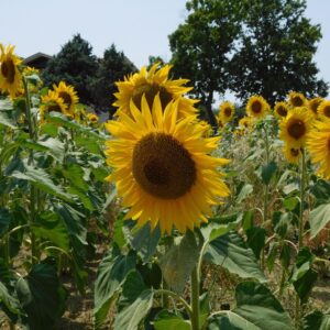 Sunflowers Cagli